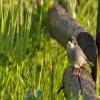 Sardinian Warbler